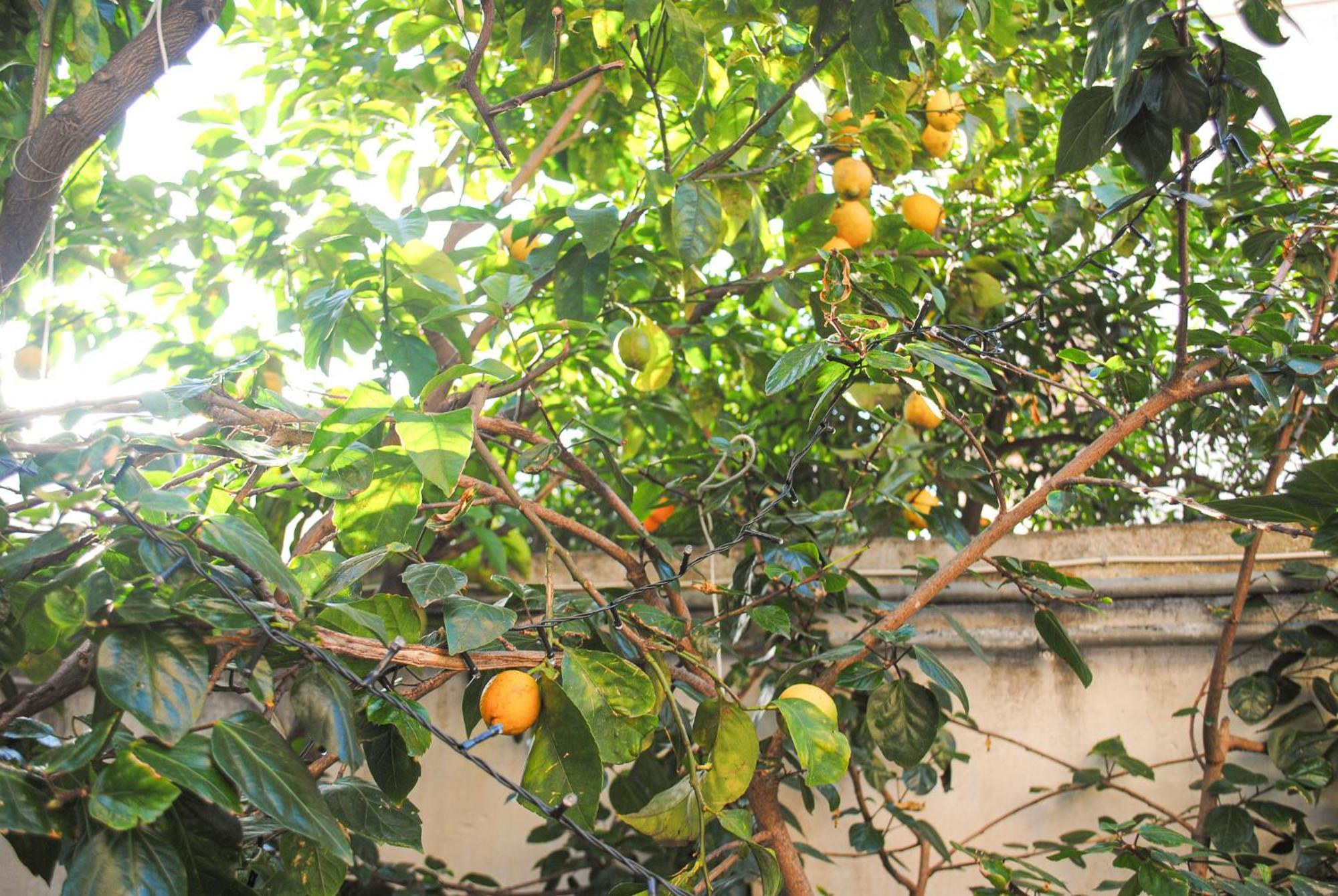 Villa Magnolia Con Giardino Bari Extérieur photo