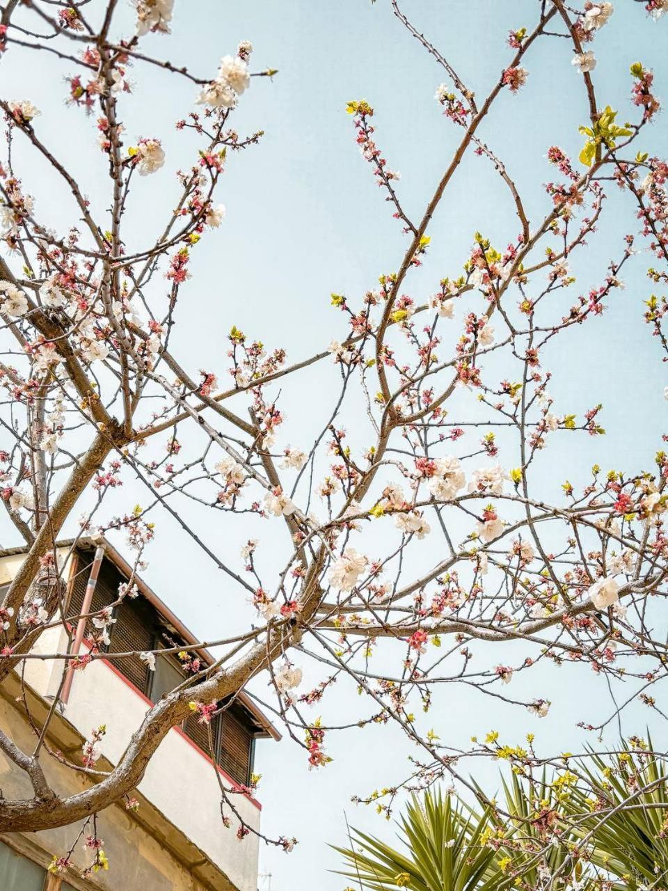 Villa Magnolia Con Giardino Bari Extérieur photo